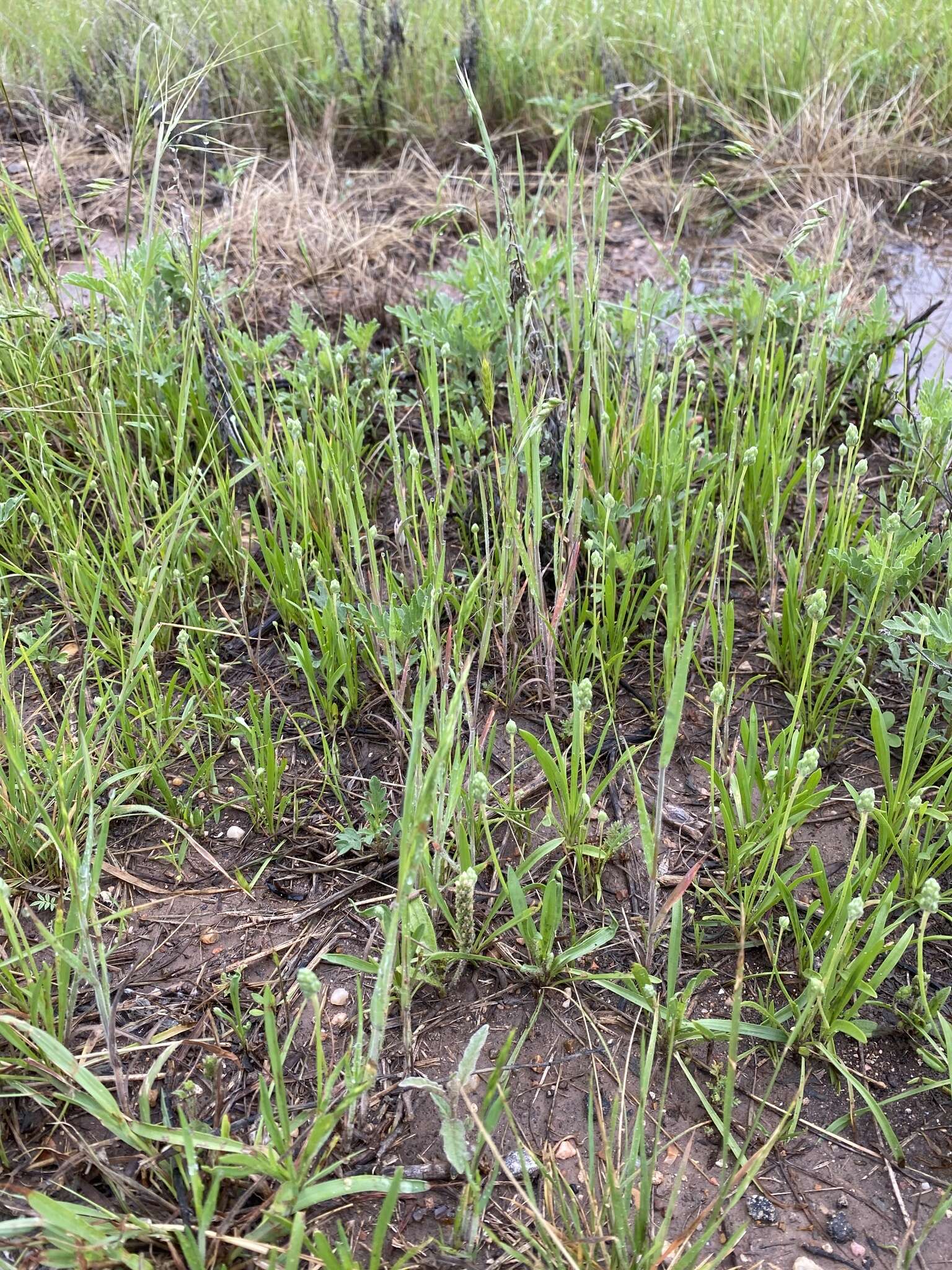 Image of Wright's plantain