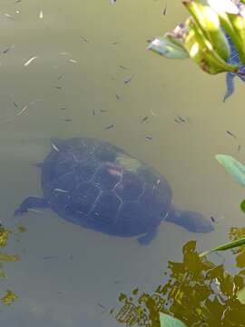 Image of Jardine River Turtle