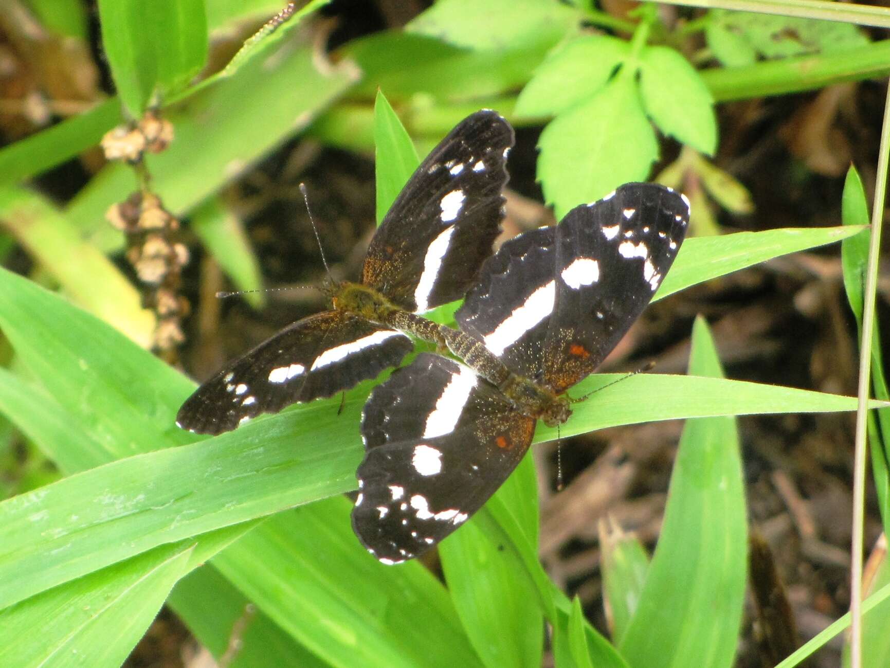 Image of Castilia myia Hewitson 1864