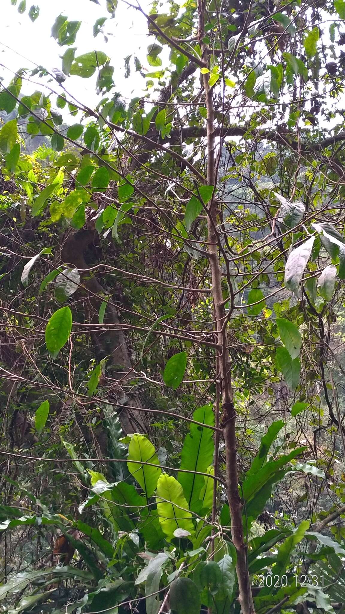 Image of Margaritaria indica (Dalzell) Airy Shaw