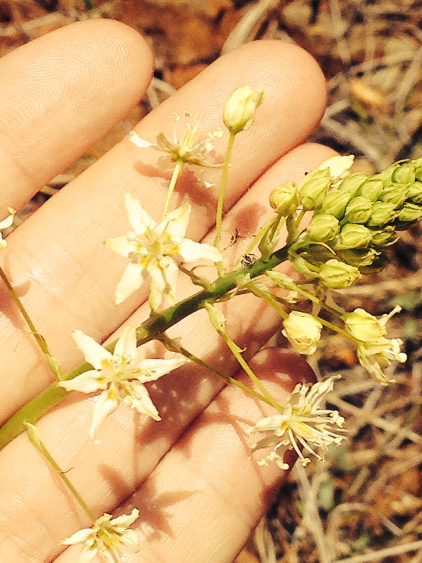 Image of Small-Flower Poison Camas
