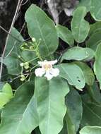 Image of Haitian catalpa