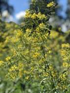 Image of Sisymbrium strictissimum L.