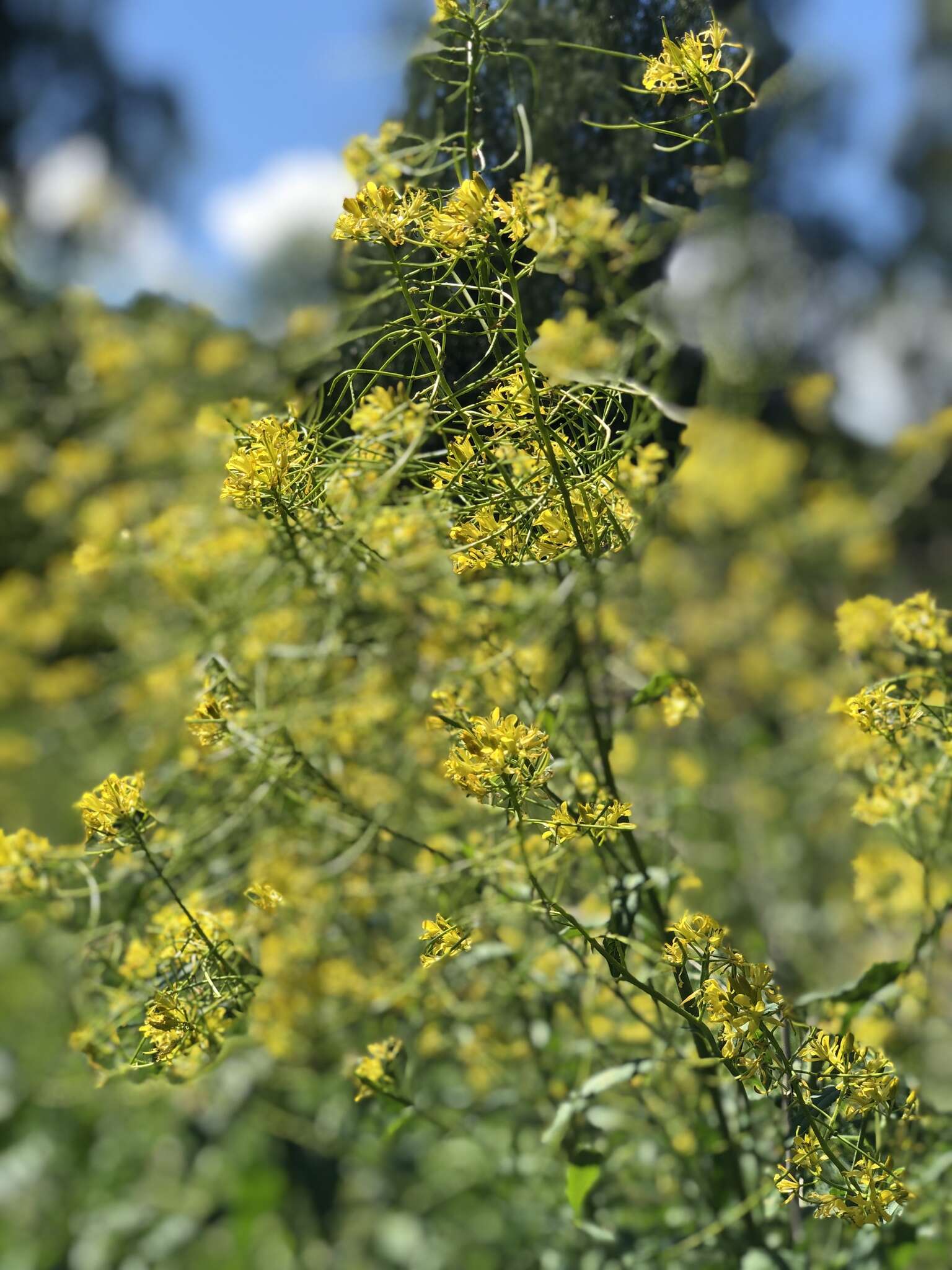 Image of Sisymbrium strictissimum L.