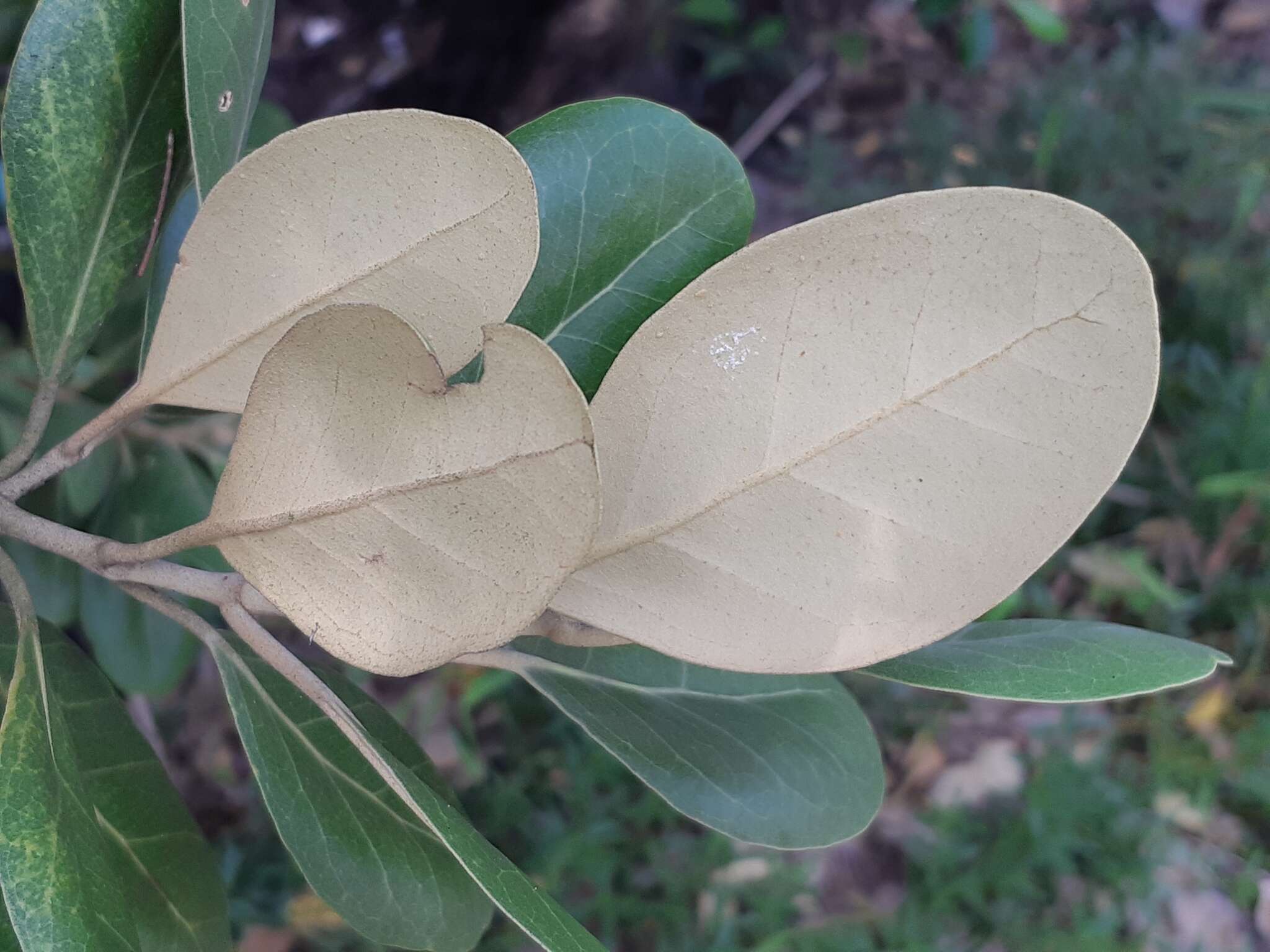 Image of Avicennia marina var. rumphiana (H. Hallier) Bakh.