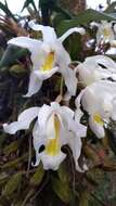 Coelogyne cristata Lindl. resmi