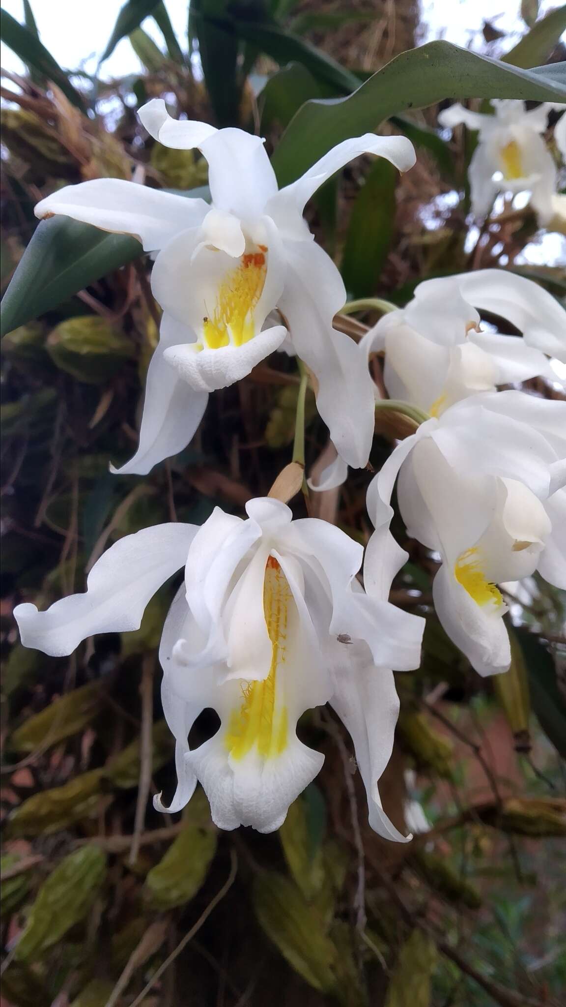 Image of Coelogyne cristata Lindl.