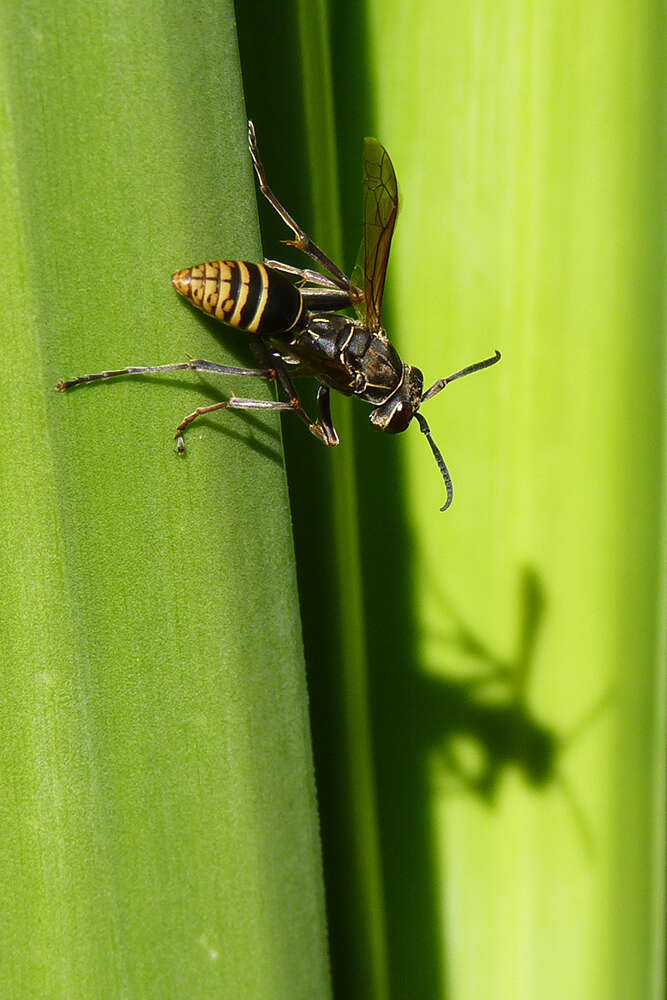 Image of Polistes cinerascens de Saussure 1854