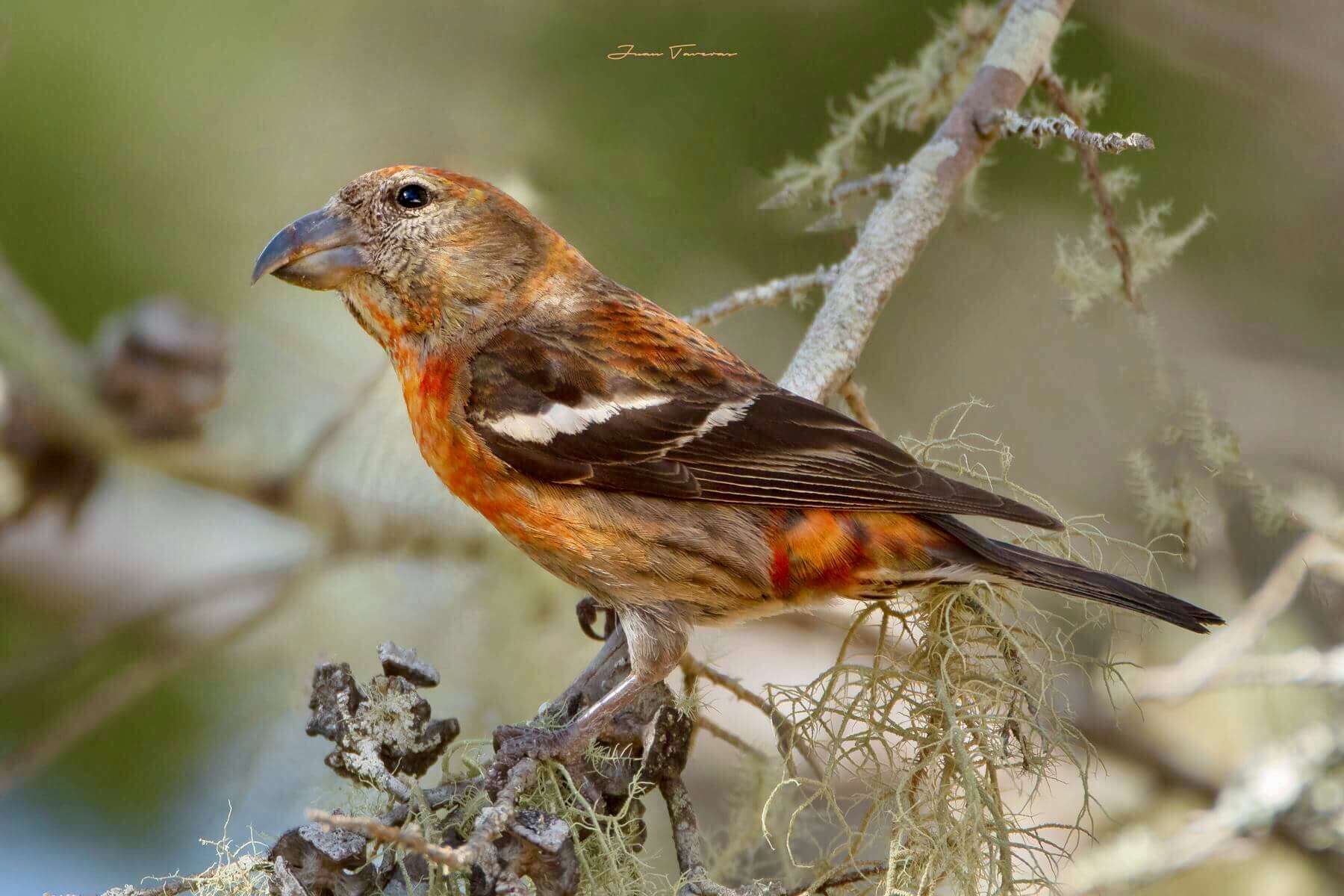 Image of Hispaniolan Crossbill