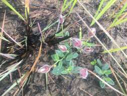 Crotalaria chinensis L. resmi