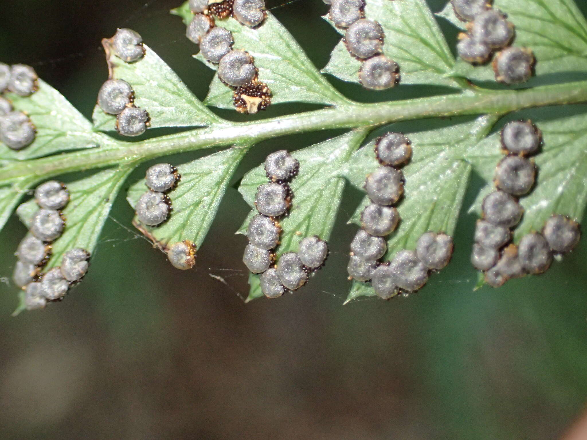 Image of Arachniodes amabilis (Bl.) Tindale