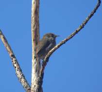 Imagem de Cisticola fulvicapilla silberbauer (Roberts 1919)