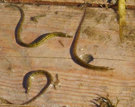 Image of Black-striped Pipefish