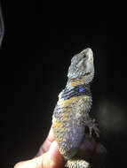 Image of Crevice Spiny Lizard