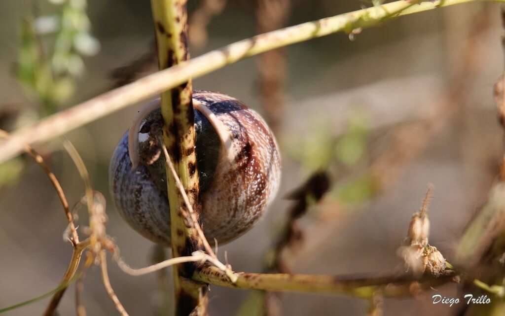 Image of Milk snail