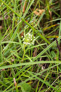 Image of Xysmalobium involucratum (E. Mey.) Decne.