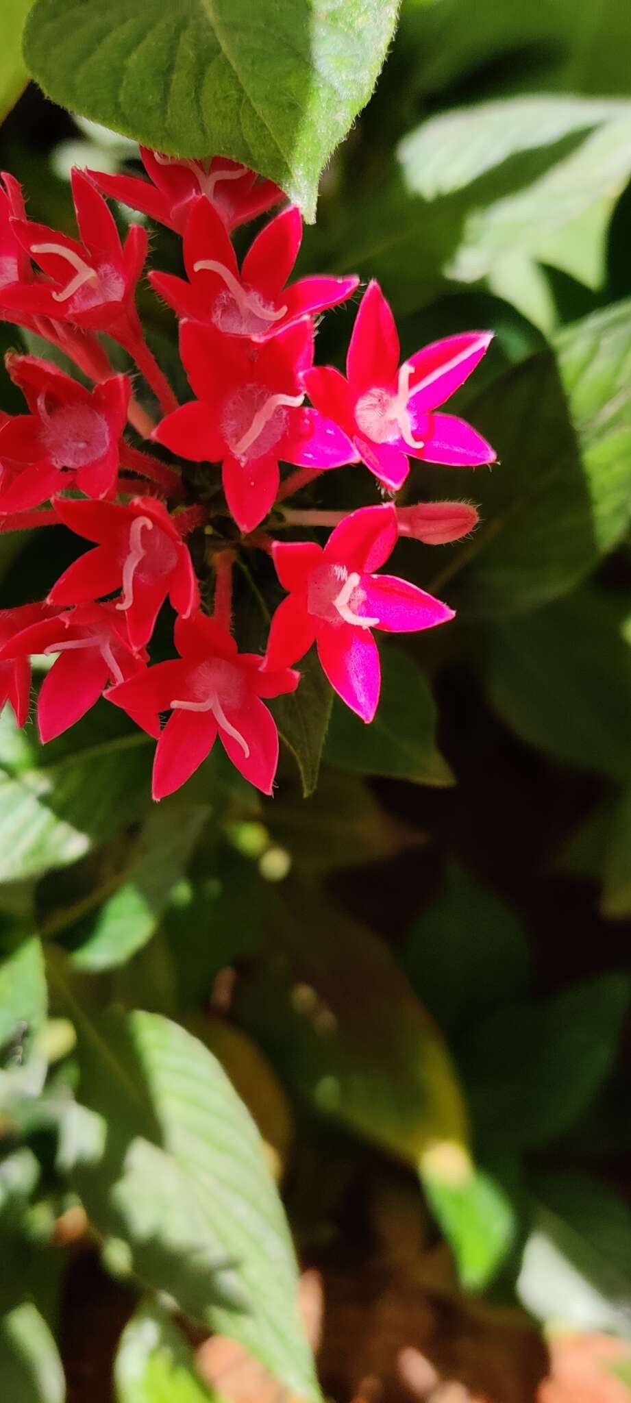 繁星花的圖片