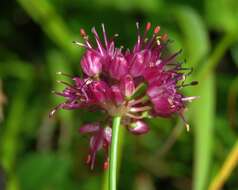 Imagem de Allium kermesinum Rchb.