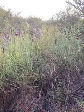 Image of Leptomeria drupacea (Labill.) Druce