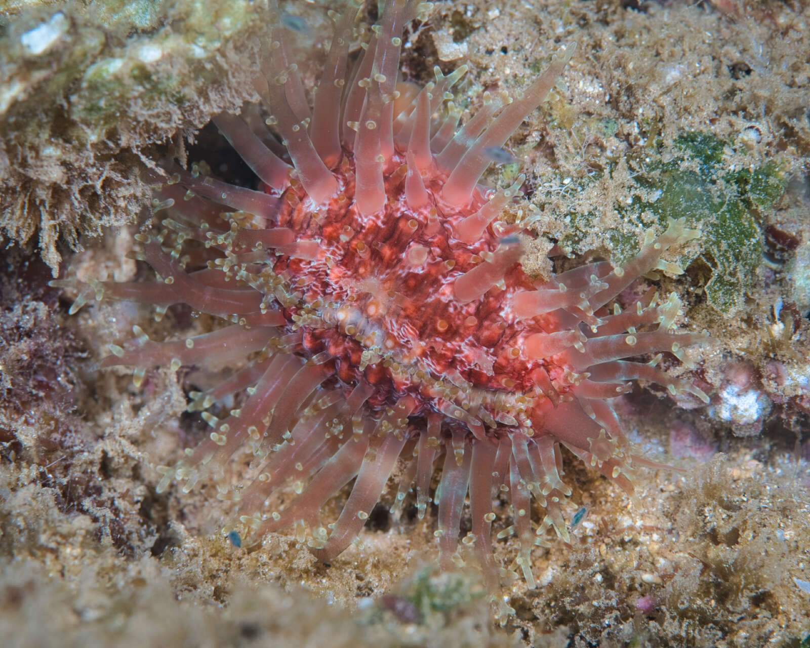 Image of granulated cowry