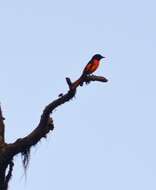 Image of Orange Minivet