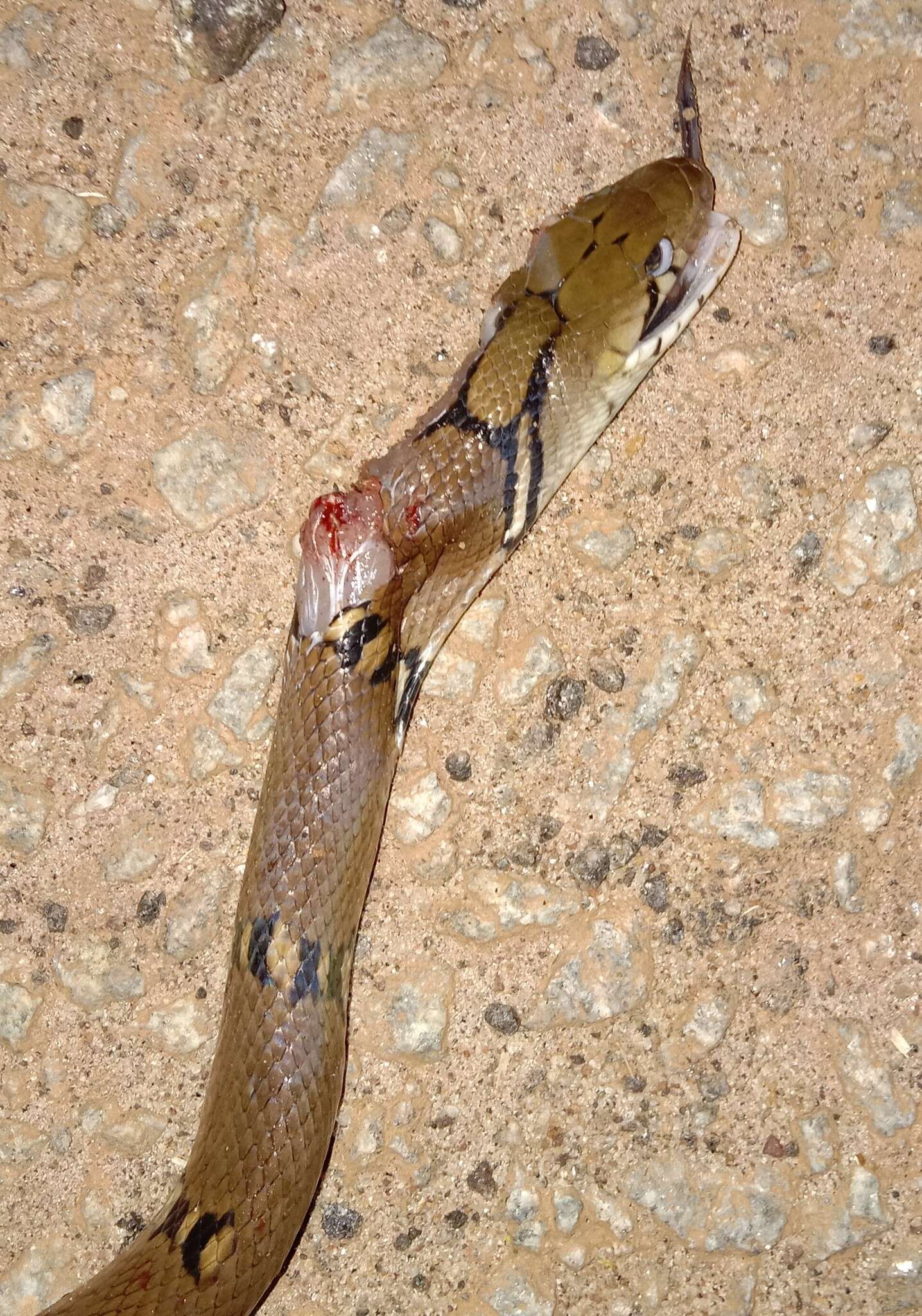 Image of Trinket Snake