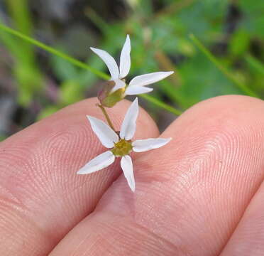 Image of Bolander's woodland-star