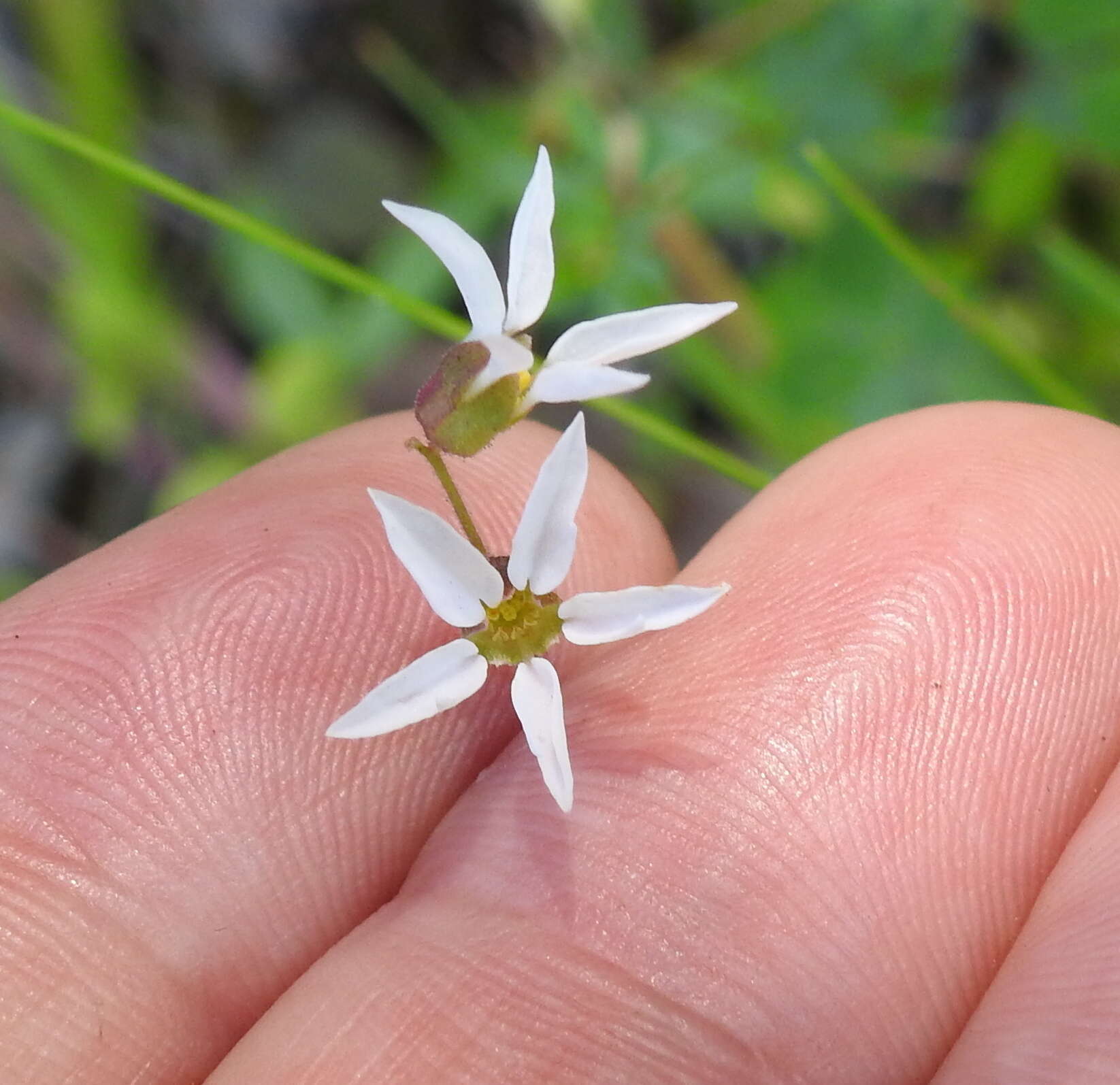 Image of Bolander's woodland-star