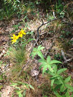 صورة Coreopsis major Walt.