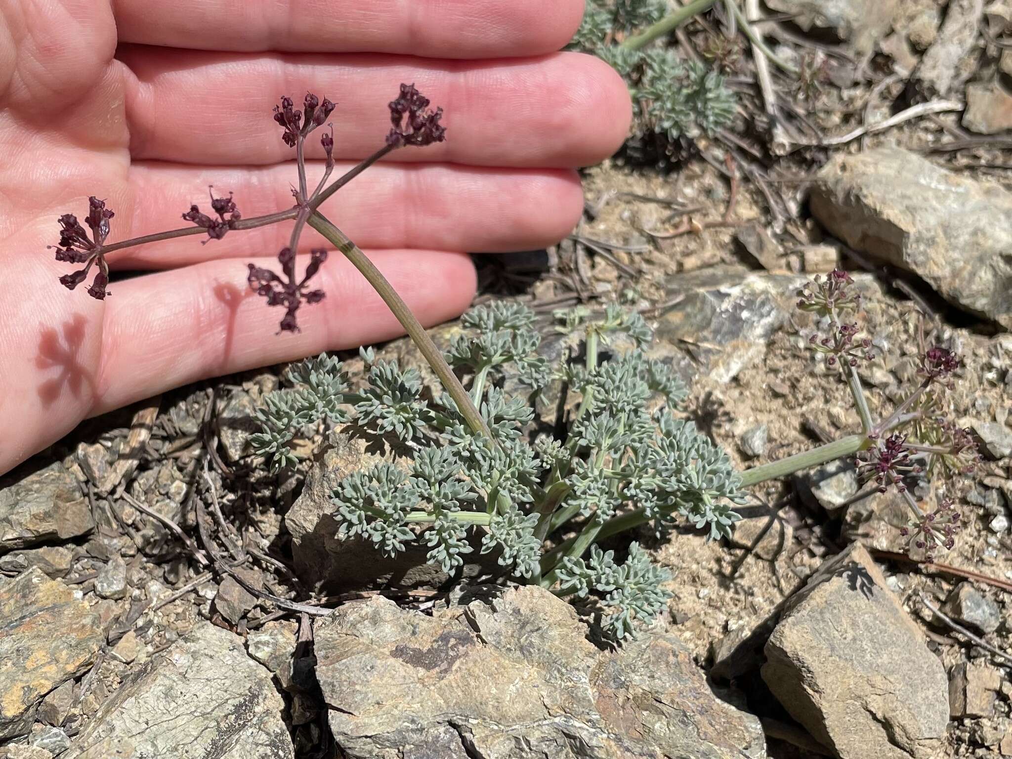 Image of Wenatchee desertparsley