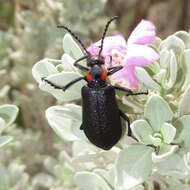 Imagem de Lytta (Paralytta) cribrata Le Conte 1853