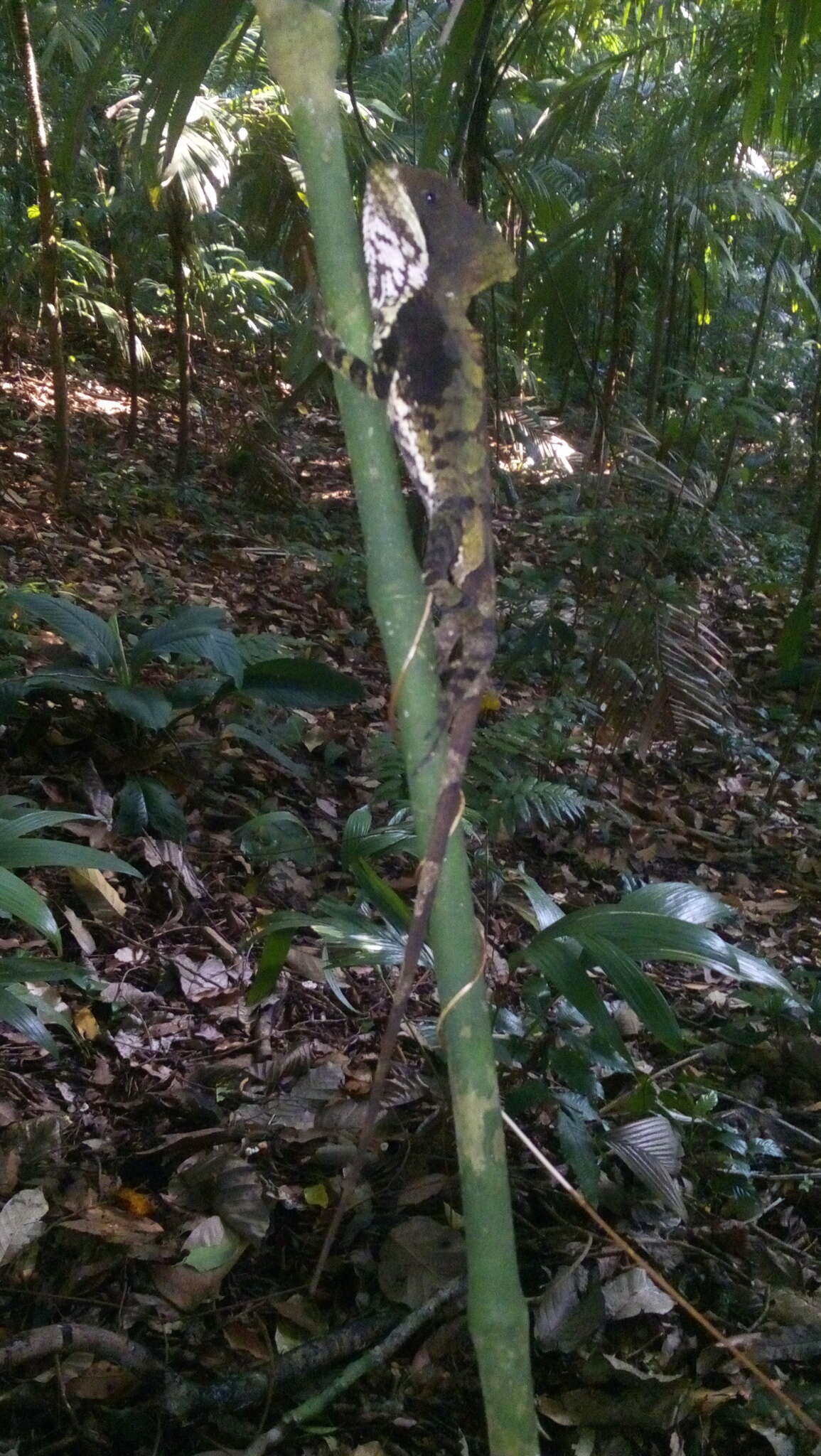 Image of Hernandez's helmeted iguana