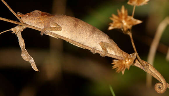 Image of Maroantsetra Chameleon