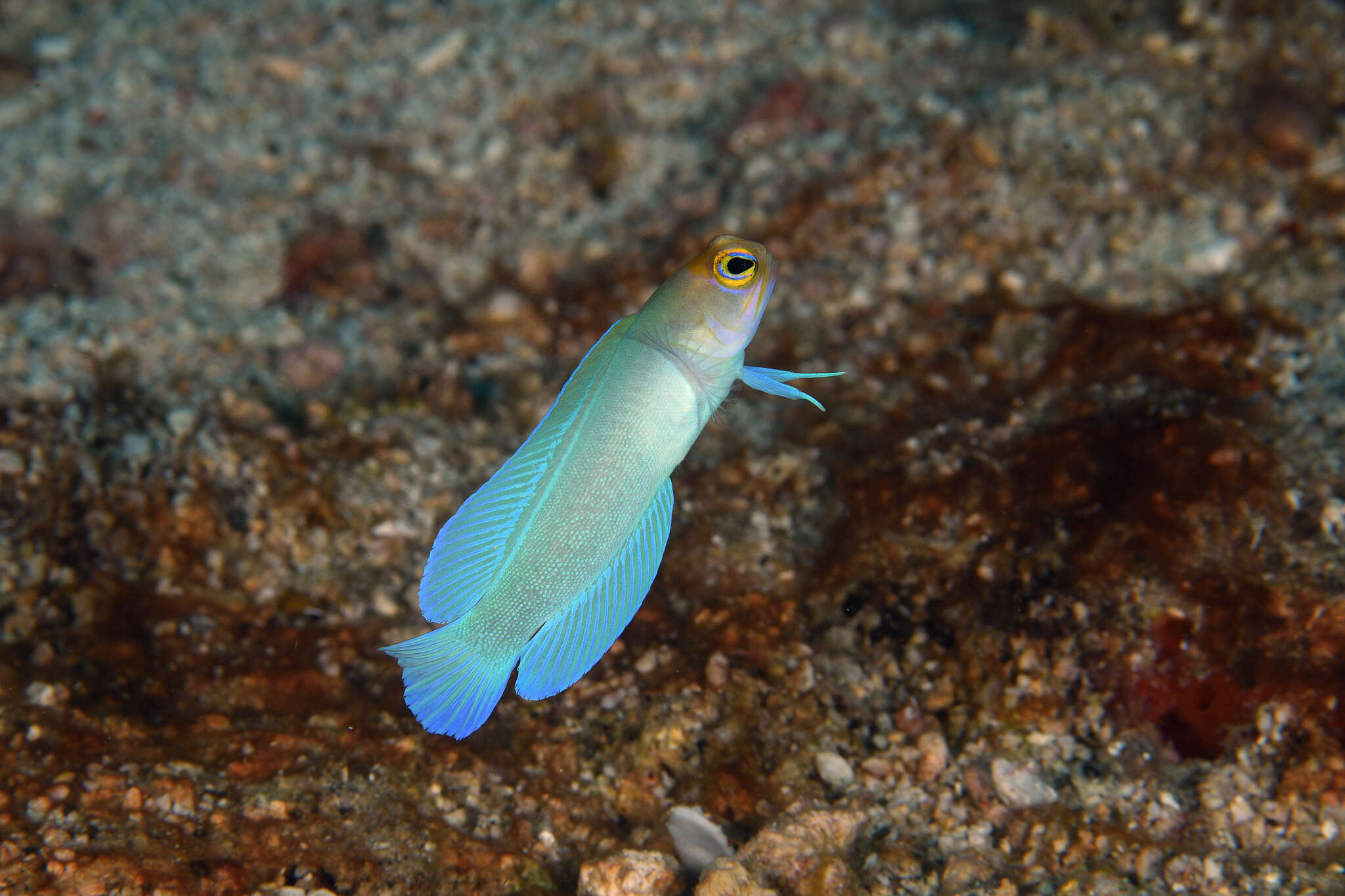 Image of Yellowhead Jawfish