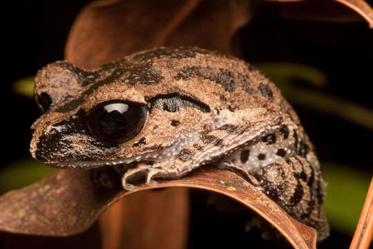 Image of Leptobrachium ingeri Hamidy, Matsui, Nishikawa & Belabut 2012