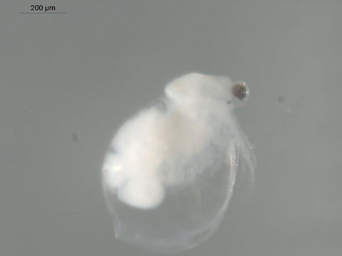 Image of Water flea