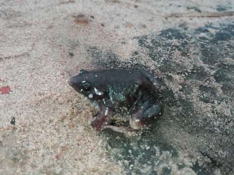 Image of Guinea Snout-burrower