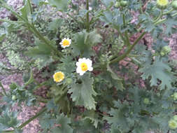 Image of Emory's rockdaisy