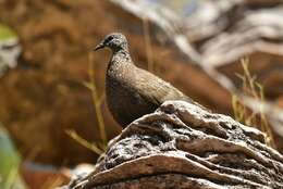 Image of Chestnut-quilled Rock Pigeon