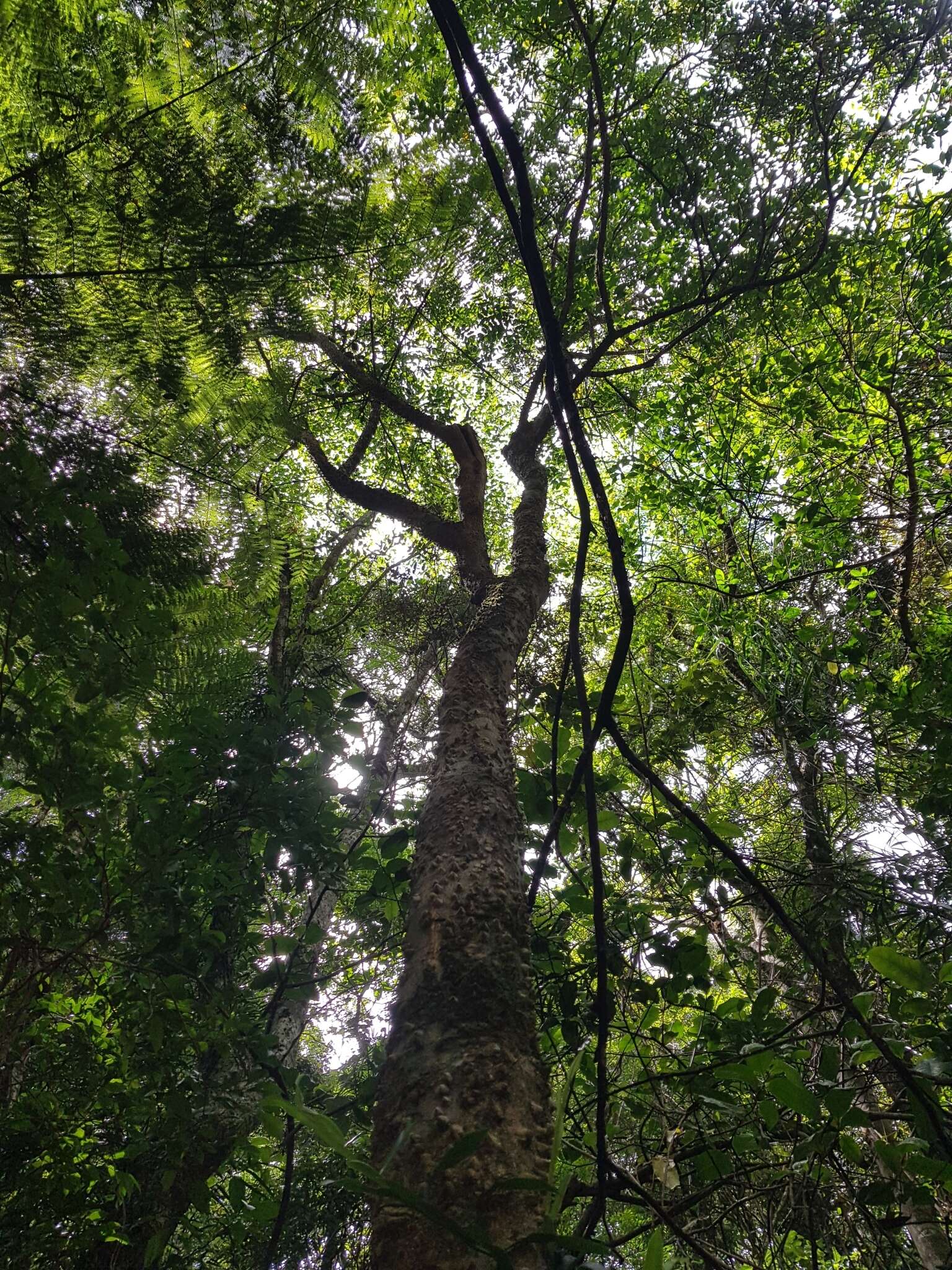 Imagem de Zanthoxylum brachyacanthum F. Müll.