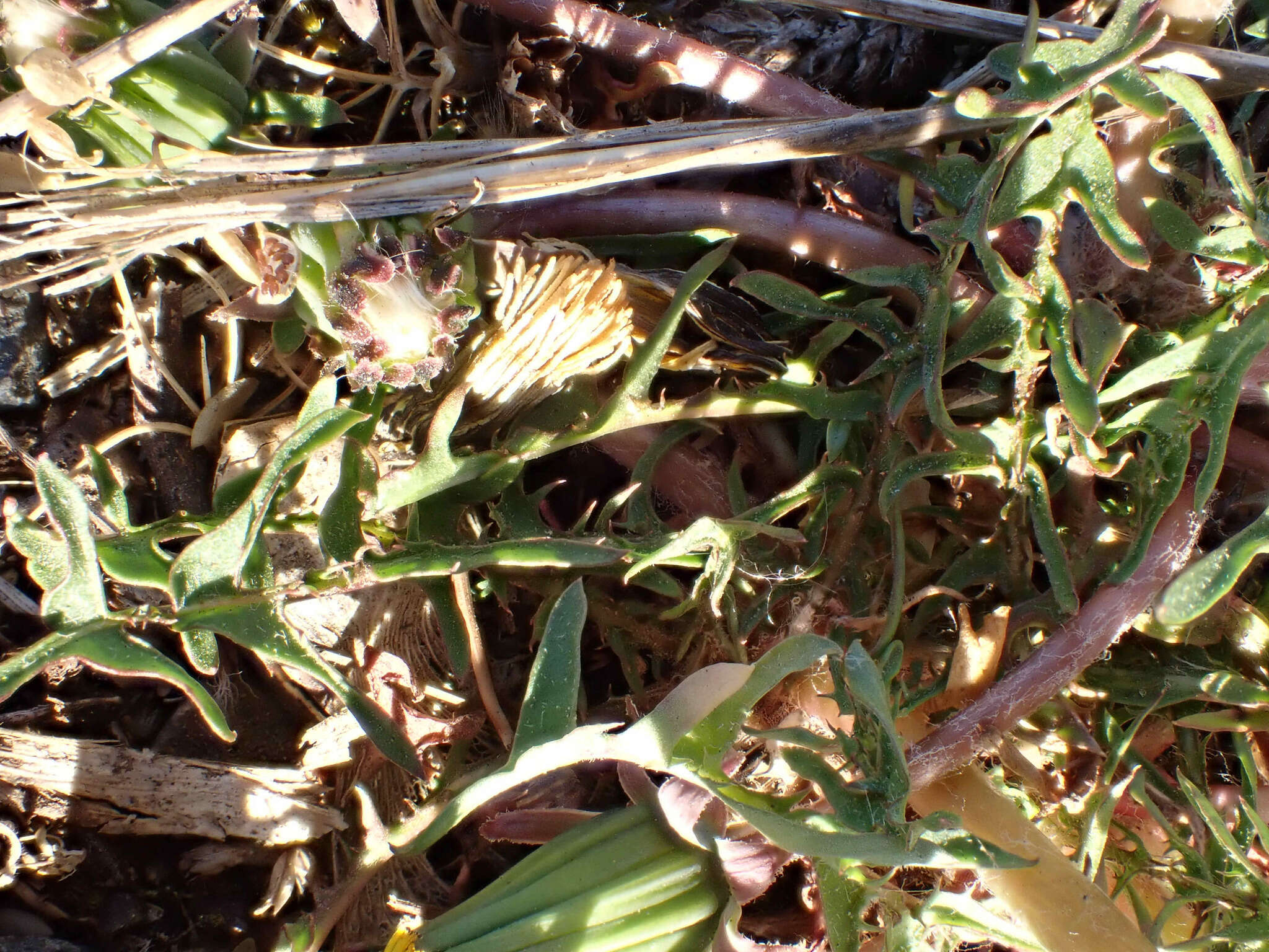 Слика од Taraxacum lacistophyllum Dahlst.