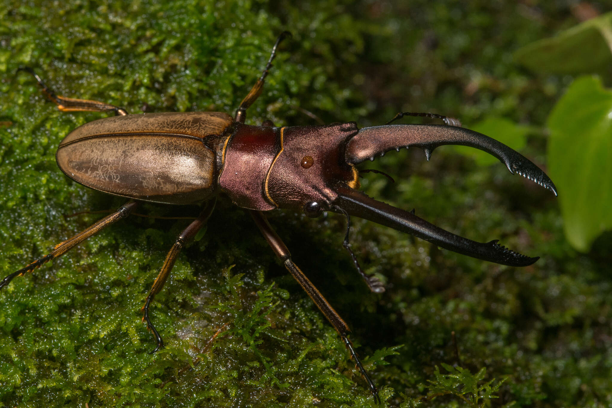 Imagem de Cyclommatus montanellus Möllenkamp 1904