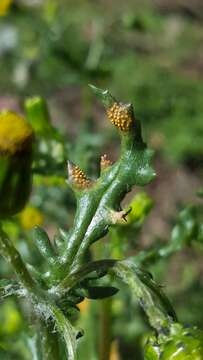 Image of Puccinia lagenophorae Cooke 1884