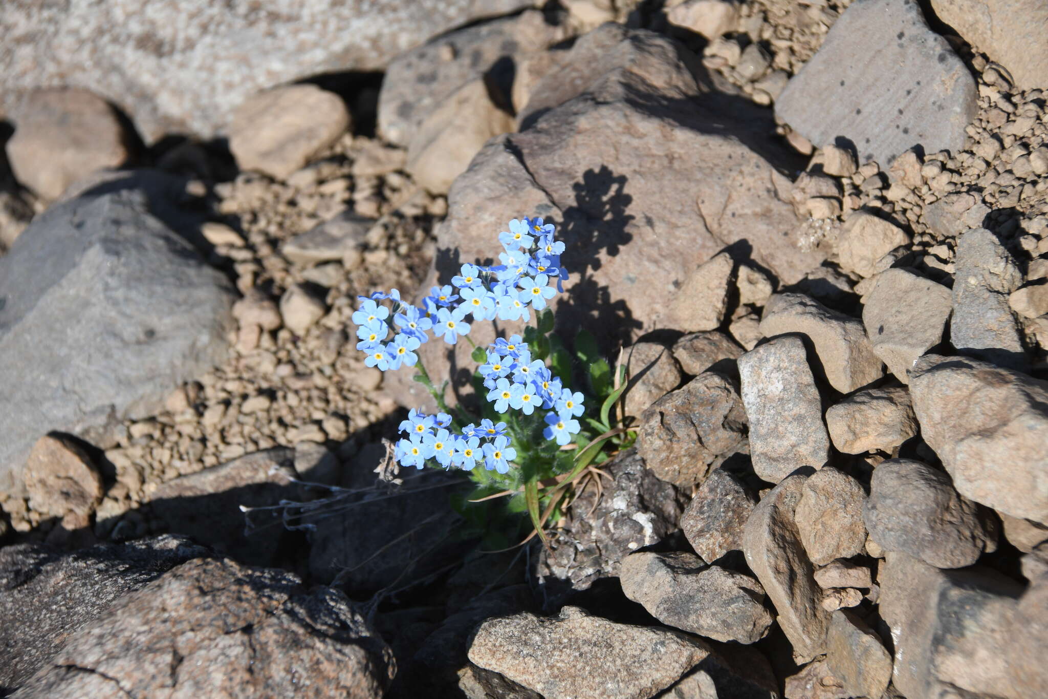 Image de Eritrichium villosum (Ledeb.) Bunge