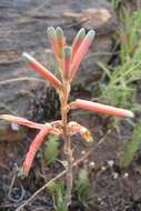 Aloe kniphofioides Baker resmi