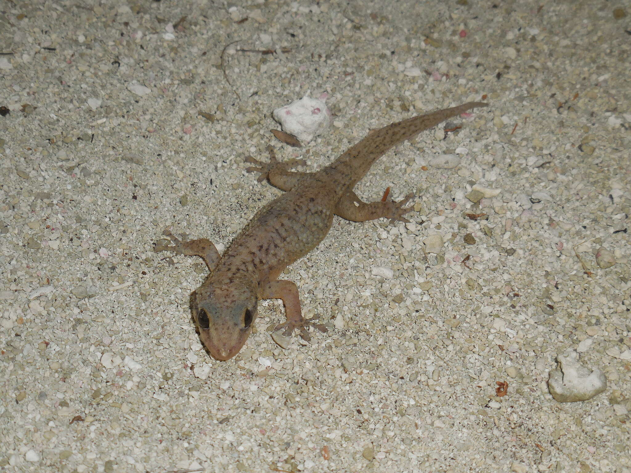 Image of Belize Leaf-toed  Gecko