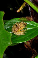 Image of Chiriqui Robber Frog