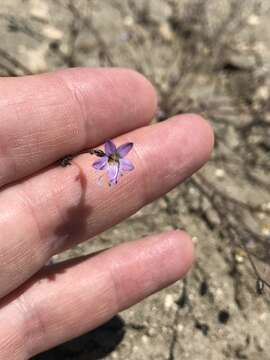 Image of fineflower gilia