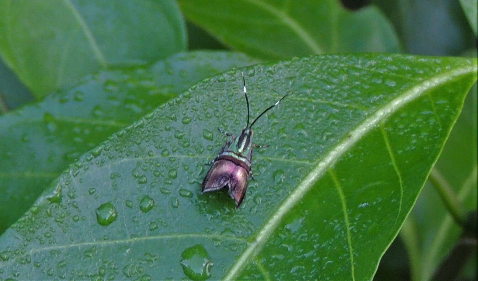 Image of Saptha libanota Meyrick 1910