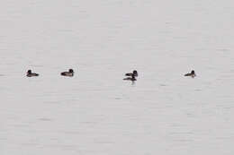 Image of Tufted Duck